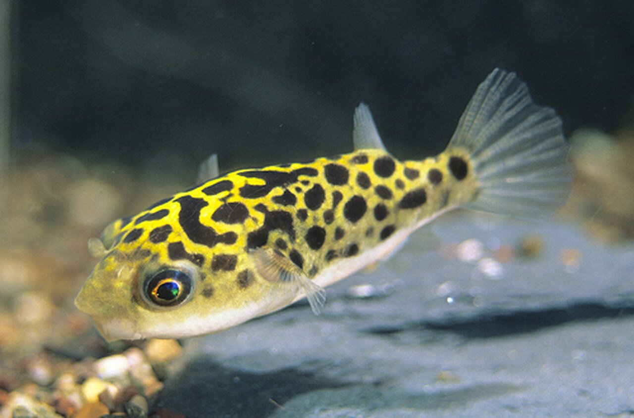 Leopard Puffer
