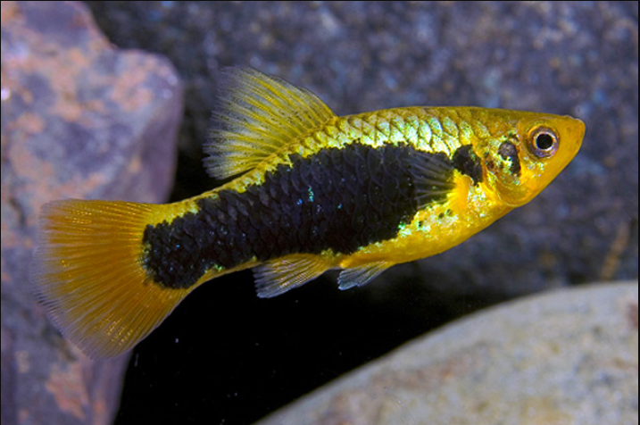 Redtail Black Highfin Variatus