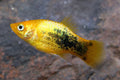 24-Karat Tuxedo Platy