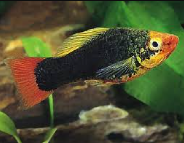 Redtail Black Variatus