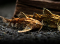 Stone Catfish