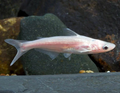 Iridescent Shark Sml