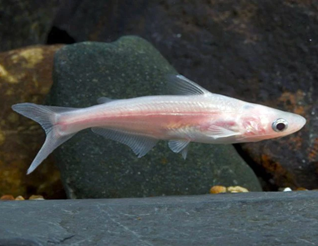 Iridescent Shark Sml