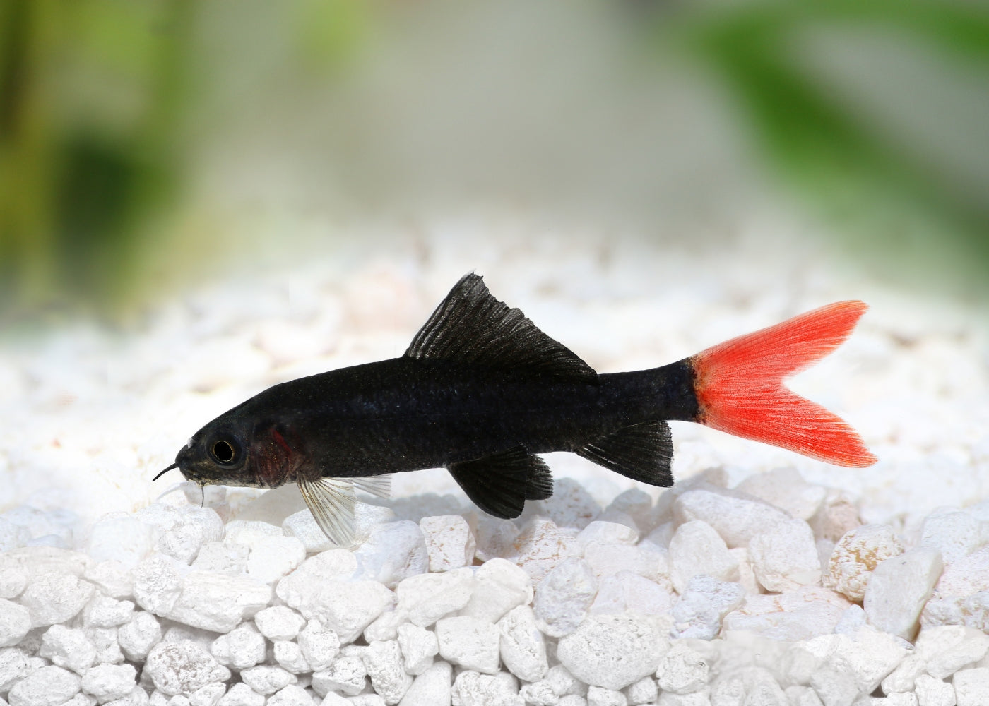 Redtail Shark