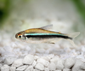 Black Neon Tetra