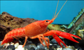 Tangerine Lobster