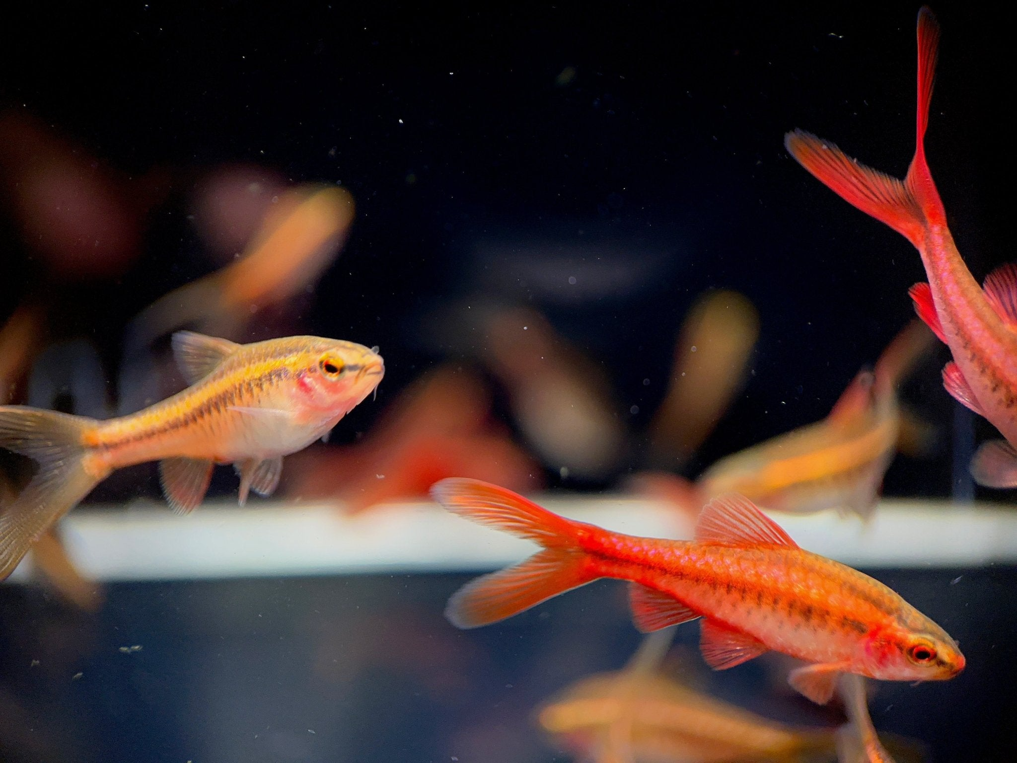 Veiltail Cherry Barb
