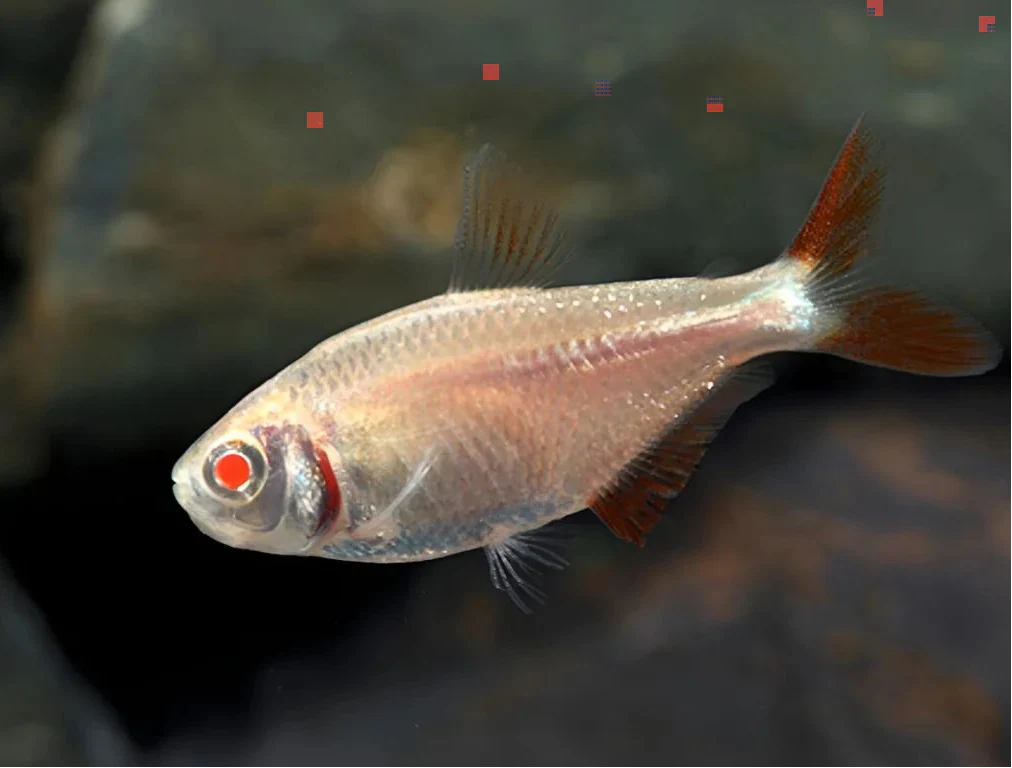Albino Buenos Aires Tetra