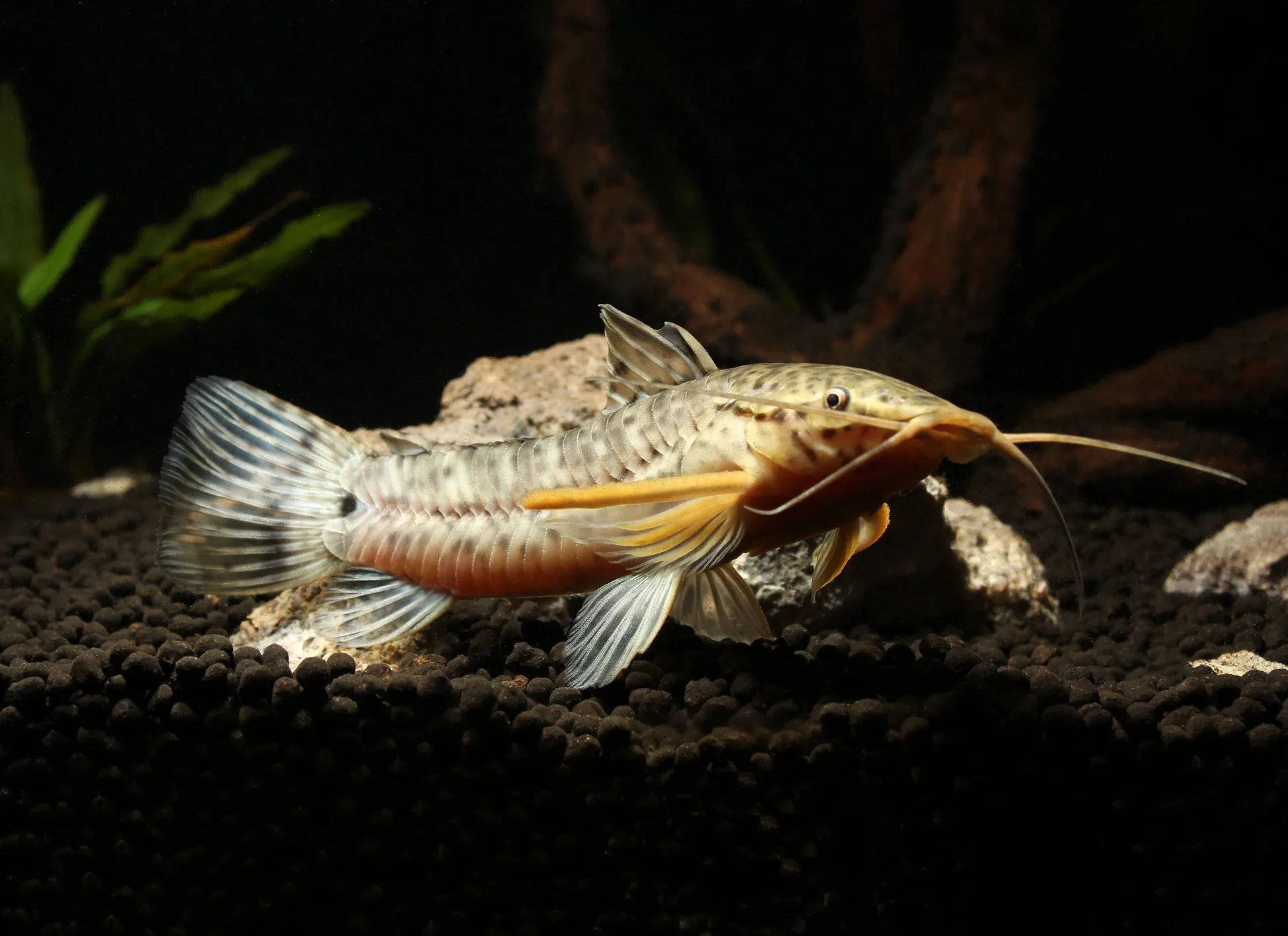 Albino Marble Hoplo Catfish