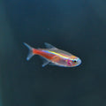 Albino Neon Tetra