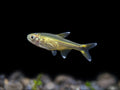 Albino Silvertip Tetra
