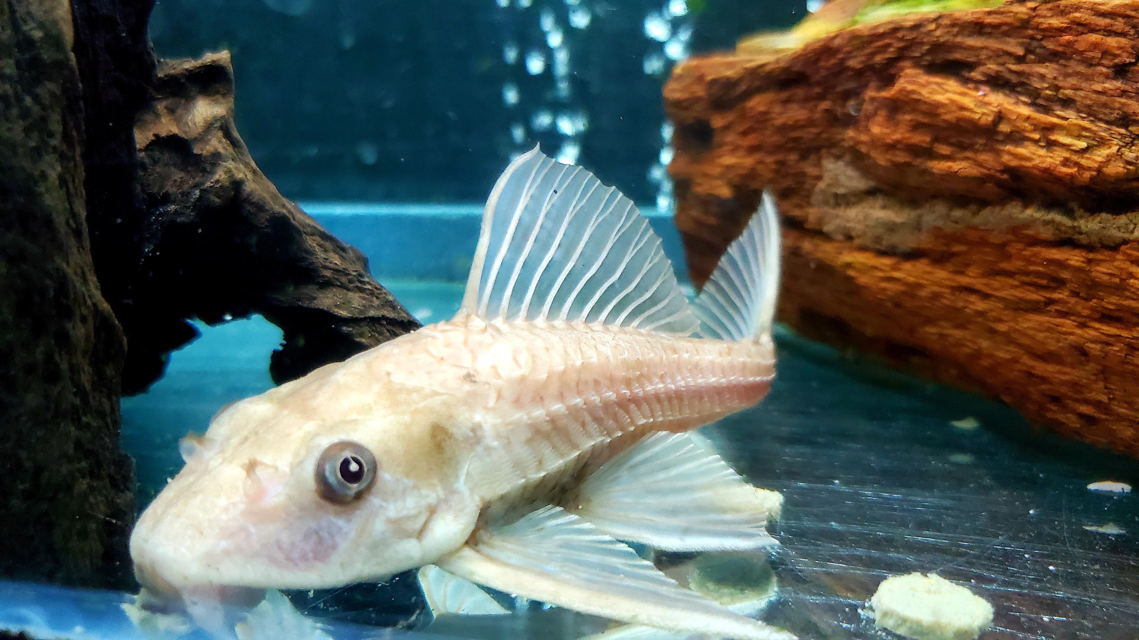 Albinus Rubber Pleco L146a