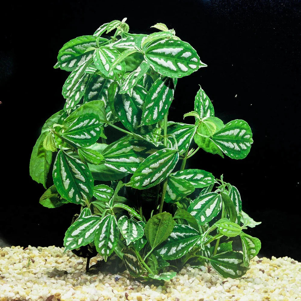 Aluminum Plant Bunched