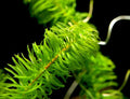 Anacharis Najas Plant Bunched