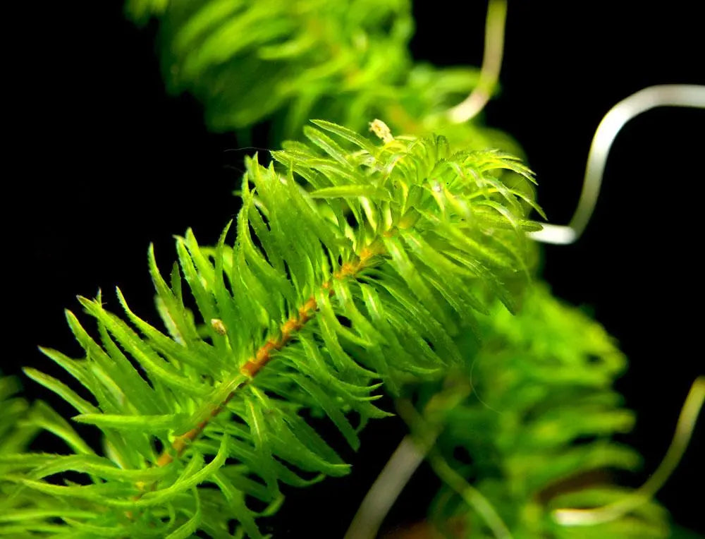 Anacharis Najas Plant Bunched