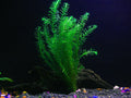 Anacharis Plant Bunched