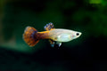Assorted Fancy Guppy Female