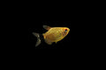 Balloon Red Eye Tetra