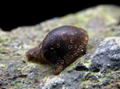 Batman Nerite Snail