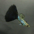 Black Cobra Guppy Male