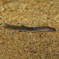 Black Kuhlii Loach