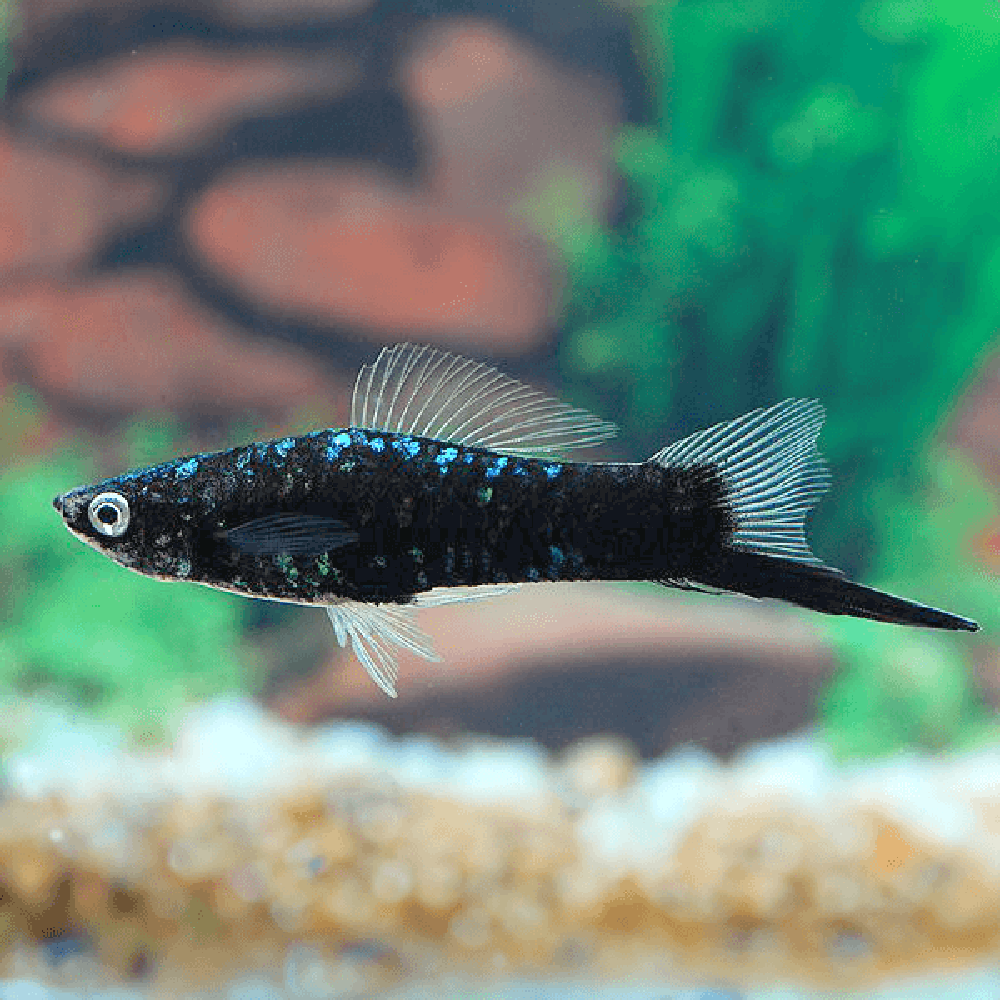 Black Swordtail