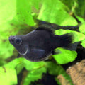 Black Balloon Molly