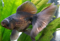 Black Butterfly Telescope Goldfish