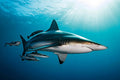 Blackfin Shark SA