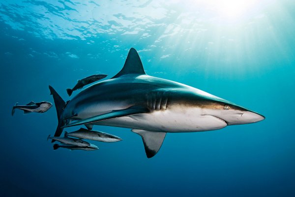 Blackfin Shark SA