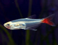 Bloodfin Tetra