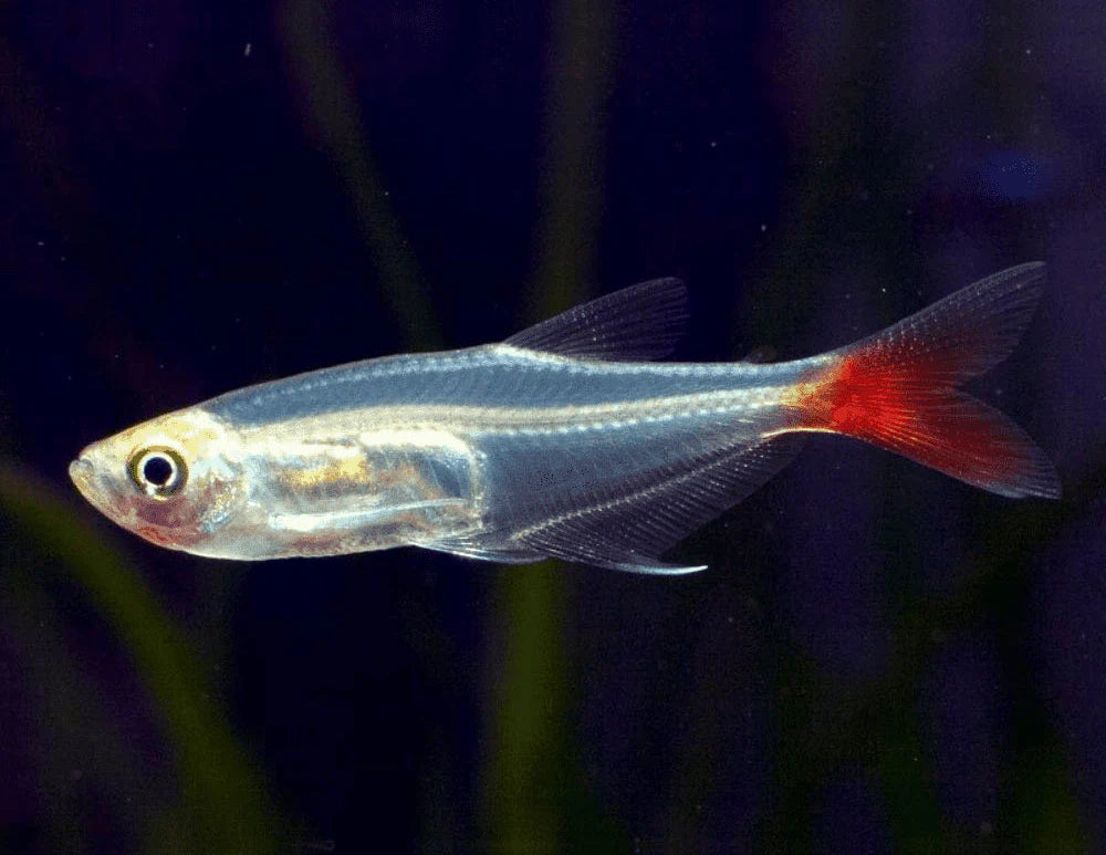 Bloodfin Tetra