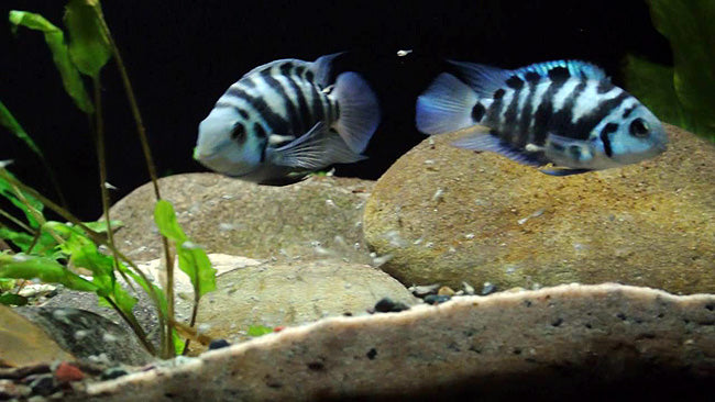 Blue Honduran Red Point Cichlid