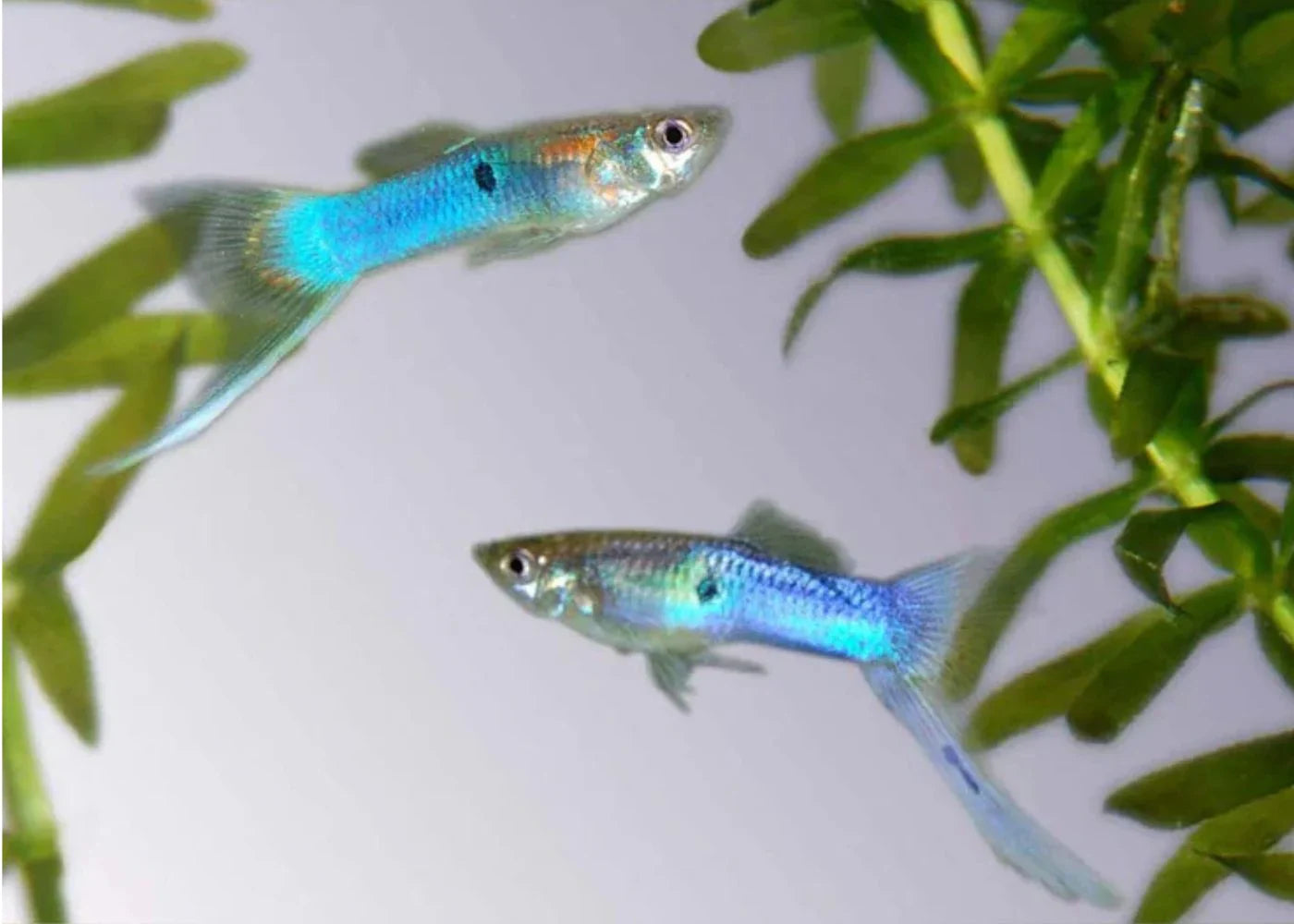 Blue Japanese Swordtail Guppy Male