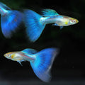 Blue Lazuli Guppy Male