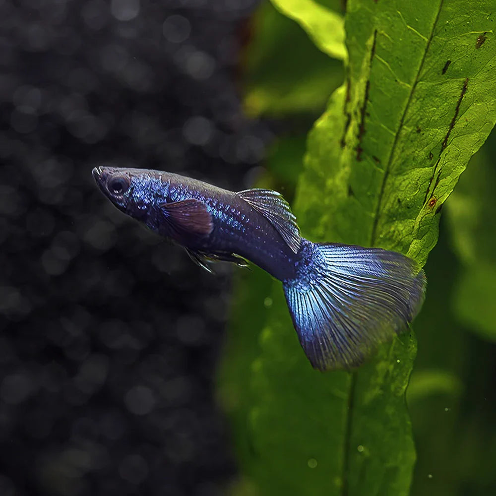 Blue Moscow Delta Guppy Male