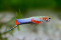 Blue Star Endler's Livebearer