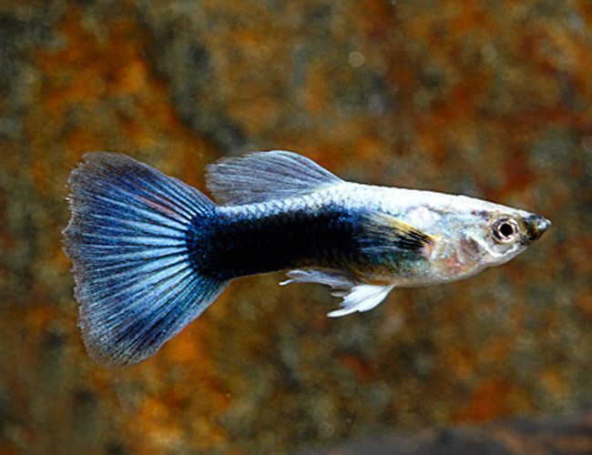 Blue Variegated Delta Guppy Male