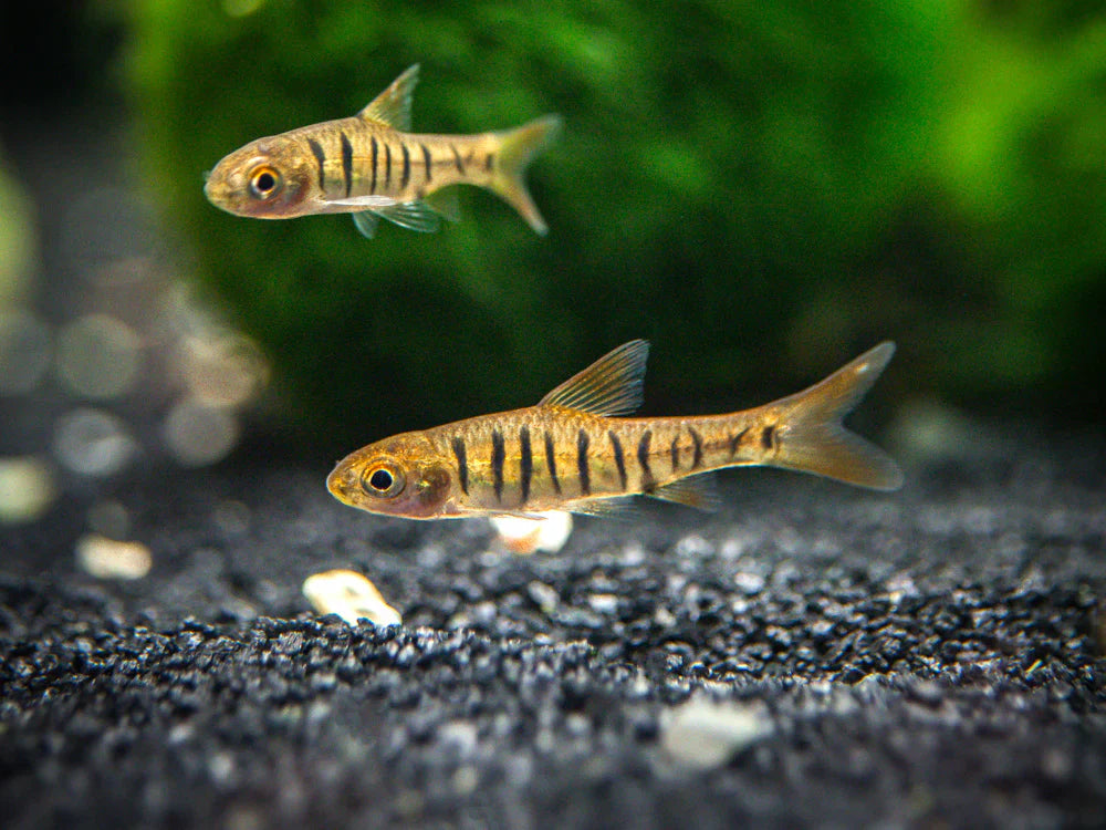 Blue Barred Barb