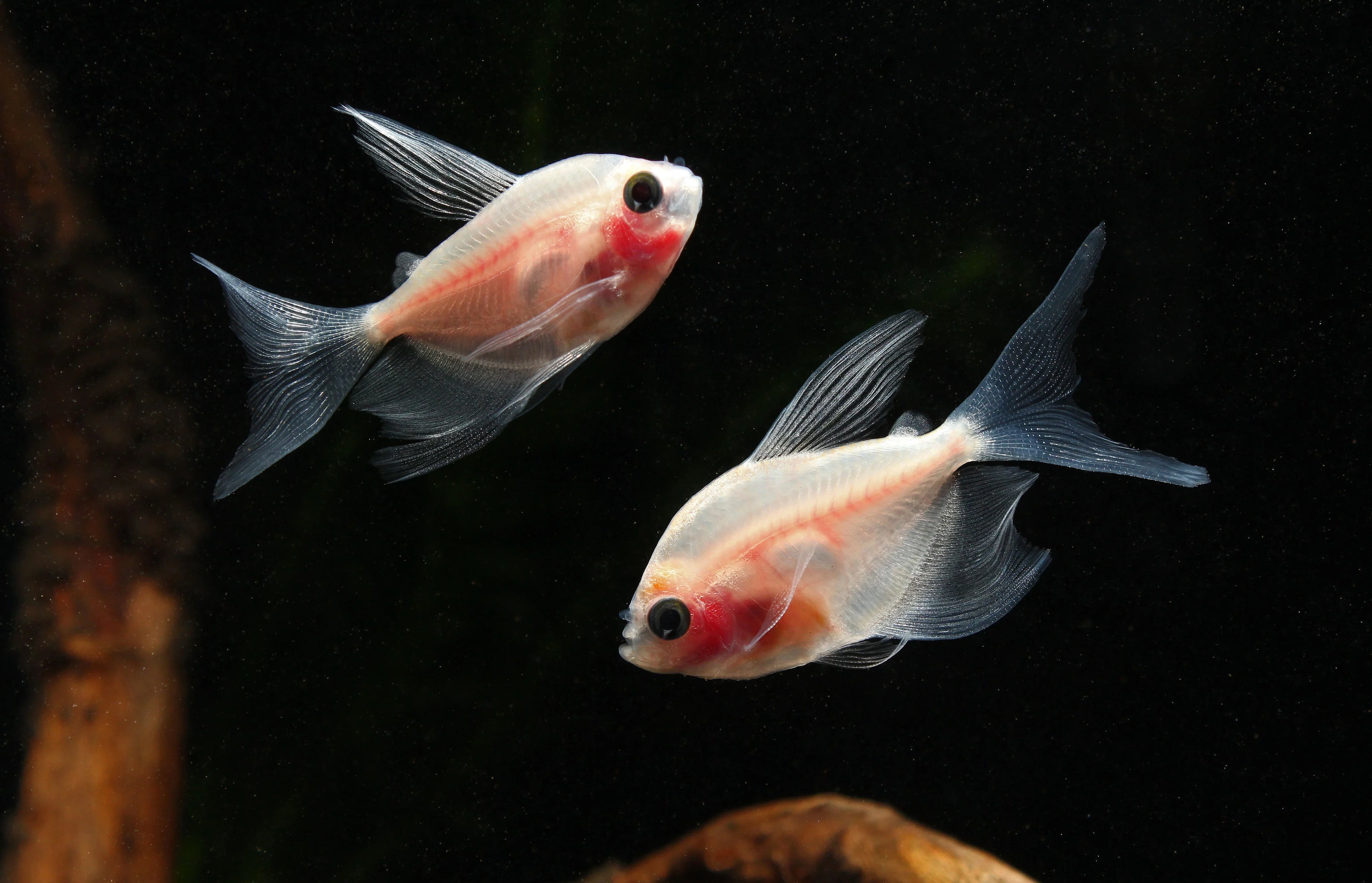 Blushing Longfin White Skirt Tetra