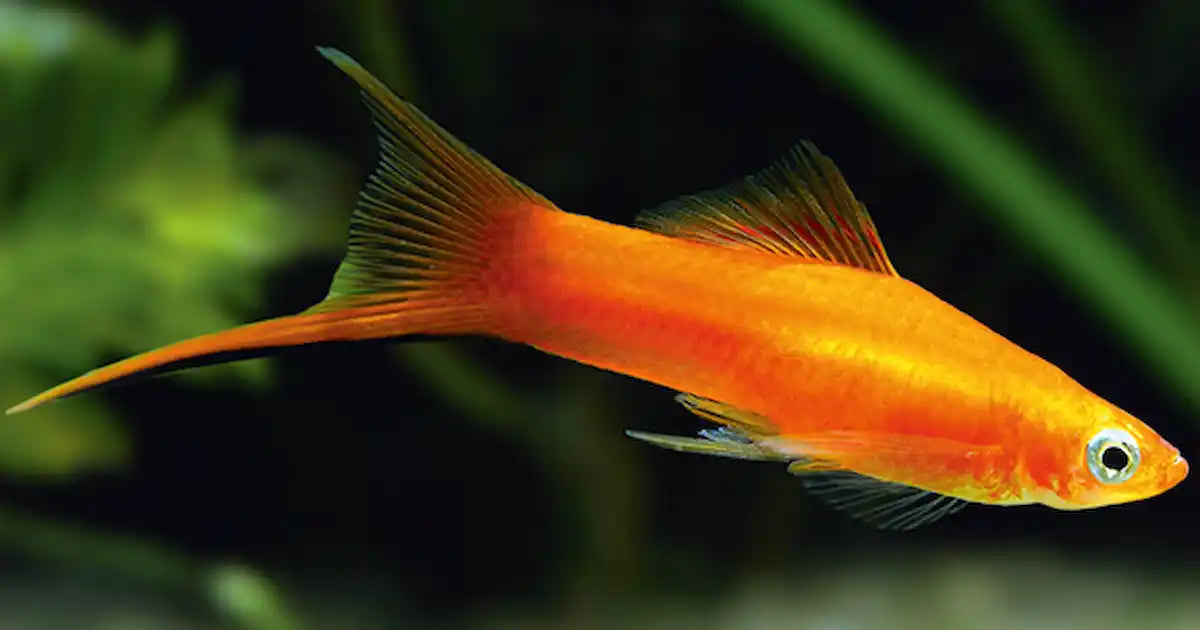 Brick Swordtail