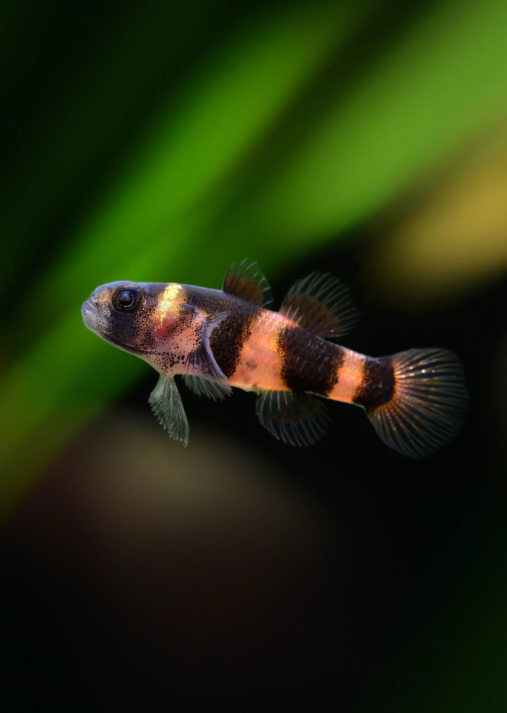 Bumblebee Goby