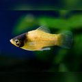 Bumblebee Platy