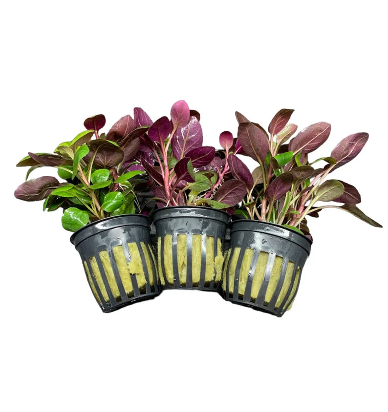 Cardinal Plant Potted