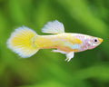 Champagne Jam Guppy Male