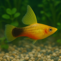 Sunset Highfin Variatus