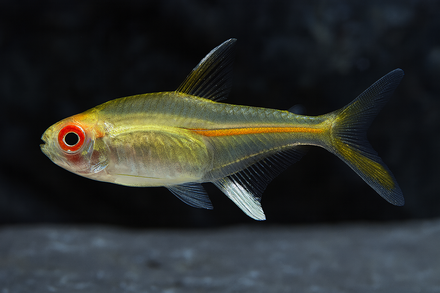 Albino Glolite Tetra Florida