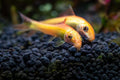 Chinese Algae Eater