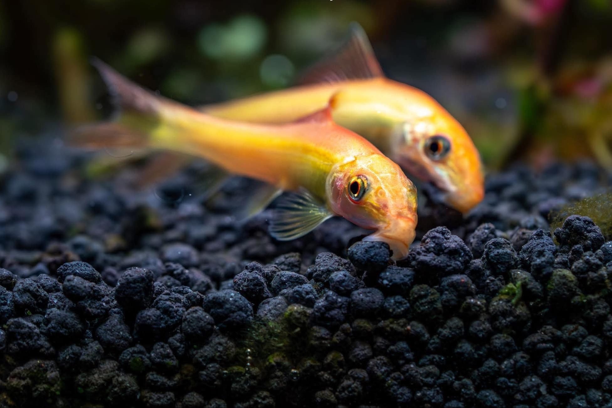 Chinese Algae Eater