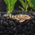 Clown Pleco L103
